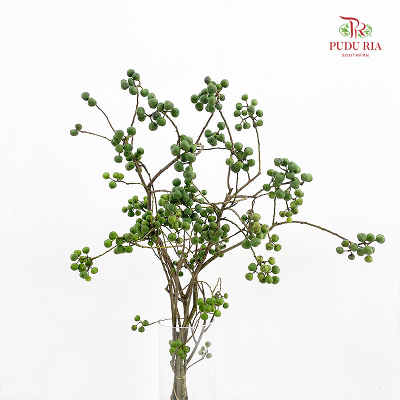 Sapium Sebiferum Green 乌臼 - (Per Bundle)