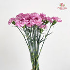 Carnation Zixia Fairy 紫霞仙子康乃馨- (18-20 Stems)
