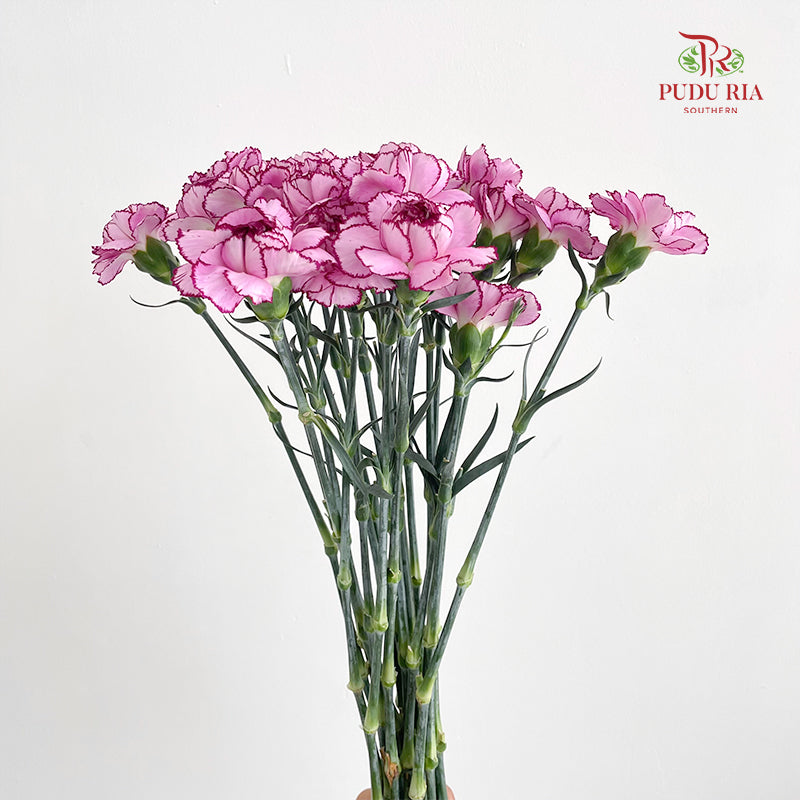 Carnation Zixia Fairy 紫霞仙子康乃馨- (18-20 Stems)