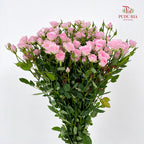 Rose Spray Perfect Sweet 多头玫瑰完美甜美 - (8-10 Stems)