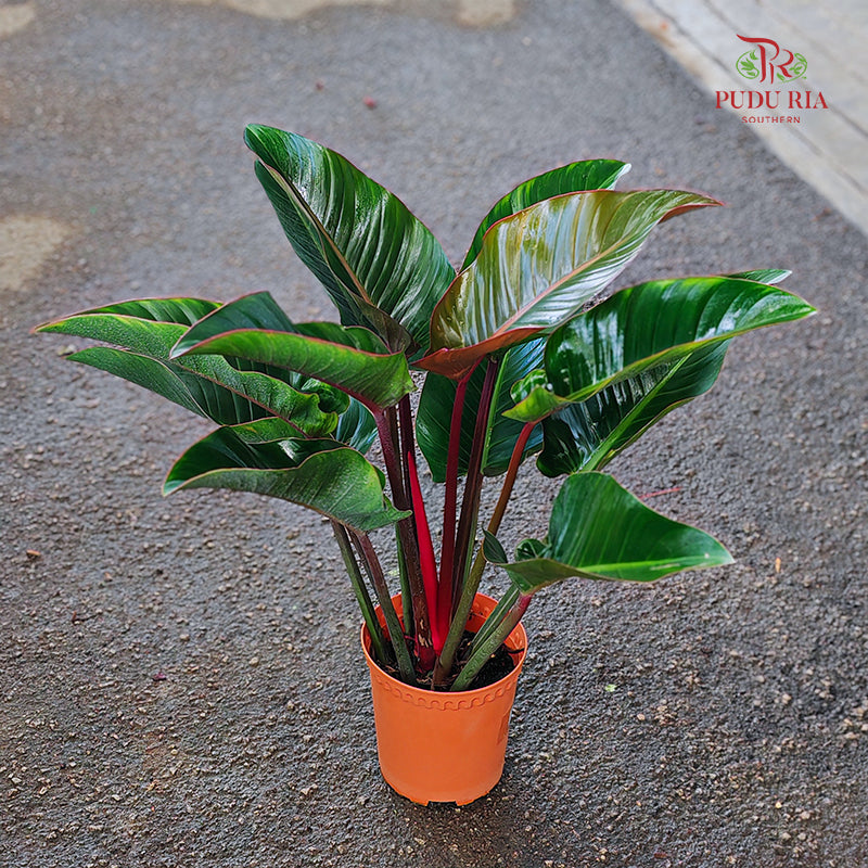 Philodendron Red Congo P21CM