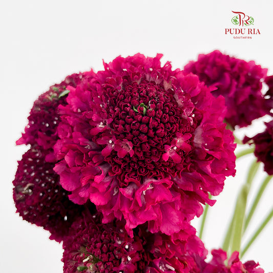 Scabiosa Colour Red - (Per Bundle)