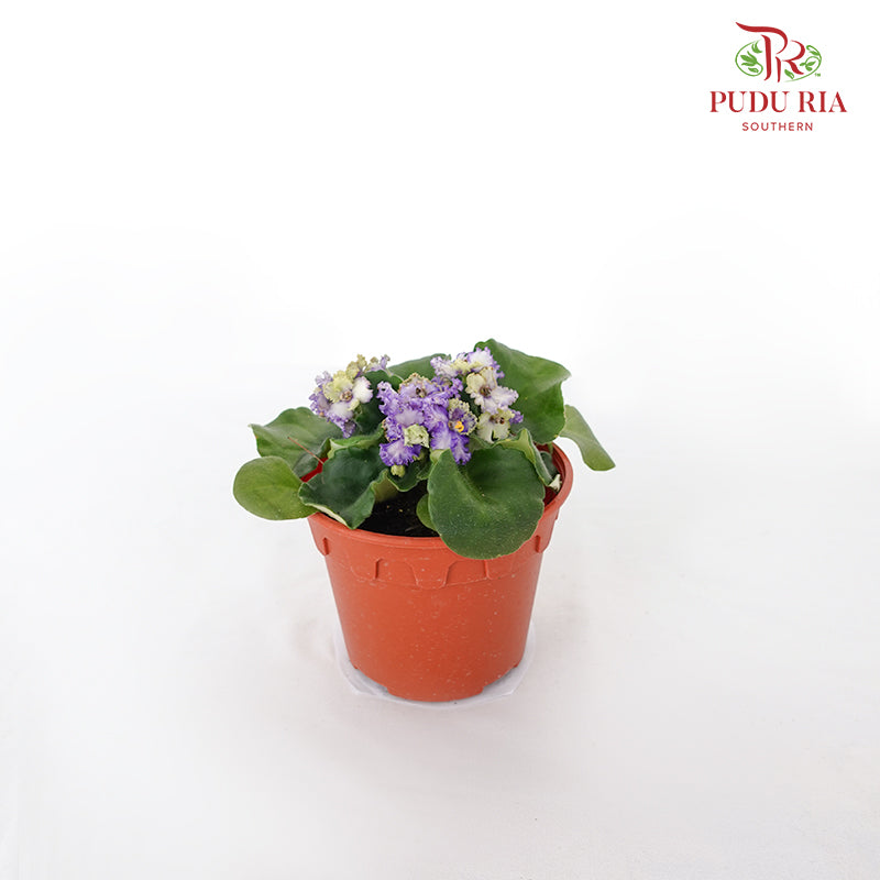 JH Saintpaulia  Green / Purple - Pudu Ria Florist Southern