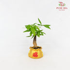 CNY Potted Plant Arrangement 2024#22