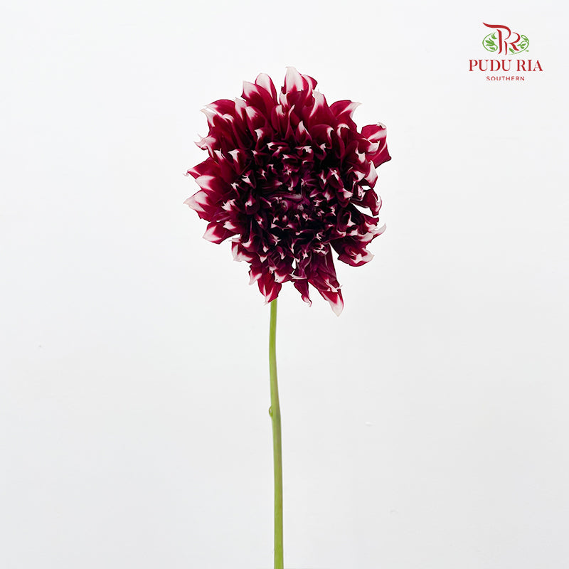 Dahlia Red - (Per Bundle)