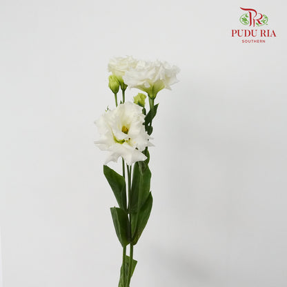 Eustoma Wave White  (12-15 Stems) - Pudu Ria Florist Southern