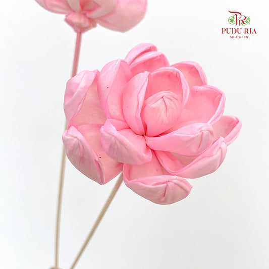 Dry Sola Wood Lotus Soft Pink - 5 Stems