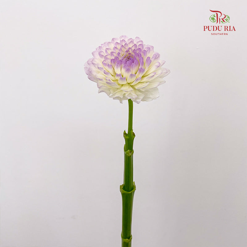 Dahlia Tone Purple - (5 Stems)