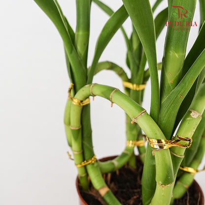 Bamboo Basket (Dracaena Sanderana)