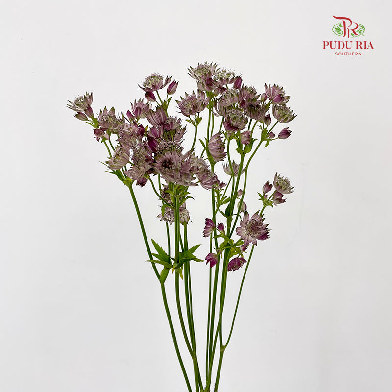 Astrantia 星芹 Purple - (5 Stems)