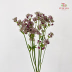 Astrantia Purple 星芹 - (5 Stems)