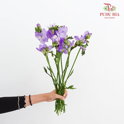 Freesia Purple - (5 Stems)