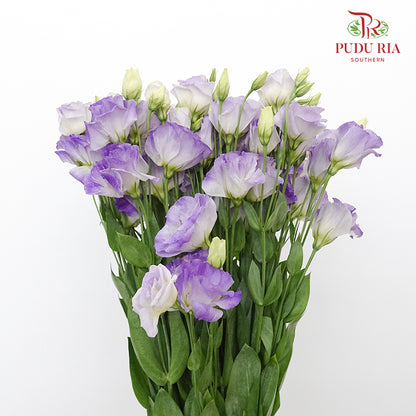 Eustoma Smoke Gray (12-15 Stems) - Pudu Ria Florist Southern