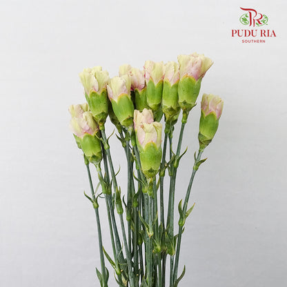 Carnation St Grace  (18-20 Stems) - Pudu Ria Florist Southern