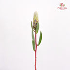 Protea Ivy White - (Per Stem)