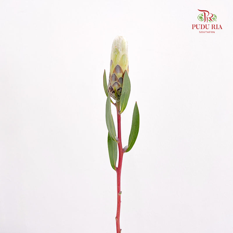 Protea Ivy White - (Per Stem)