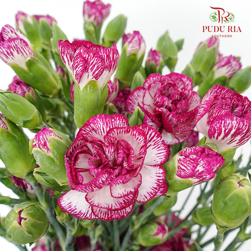 Carnation Spray White/Purple  (18-20 Stems) - Pudu Ria Florist Southern