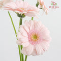 Gerbera Mini Bridal Kimsey - (5 Stems)