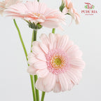 Gerbera Mini Bridal Kimsey - (5 Stems)