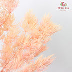 Preservative Asparagus Fern Champagne - Pudu Ria Florist Southern
