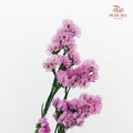 Dry Statice - Pink