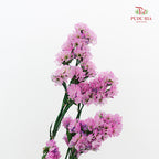 Dry Statice - Pink