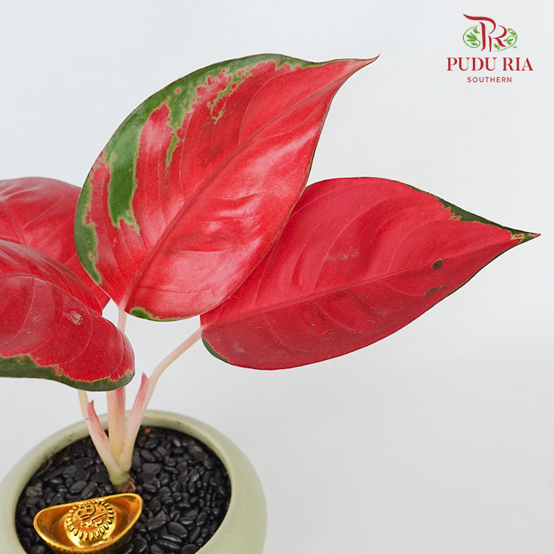 CNY Potted Plant Arrangement 2024#42