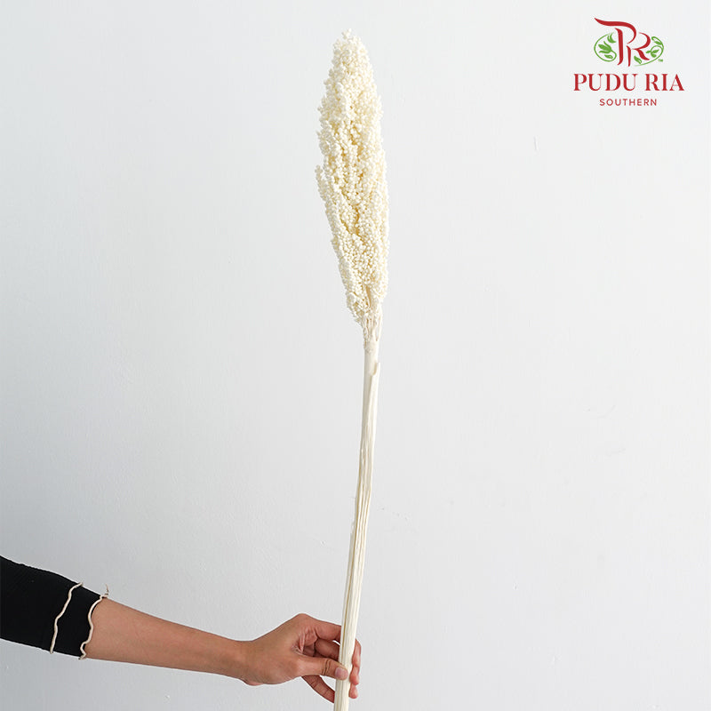 Dry Sorghum - White