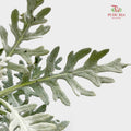Silver Leaf - (Per Bundle)
