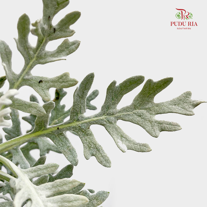 Silver Leaf - (Per Bundle)