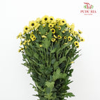 Chrysanthemum Pompom (10-12 Stems) - Pudu Ria Florist Southern