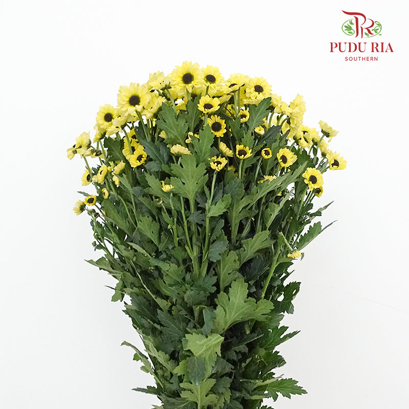 Chrysanthemum Pompom (10-12 Stems) - Pudu Ria Florist Southern