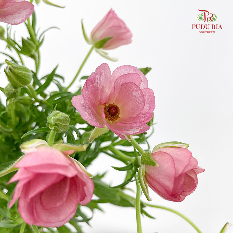 Ranunculus Butterfly 蝴蝶洋牡丹- (5 Stems)