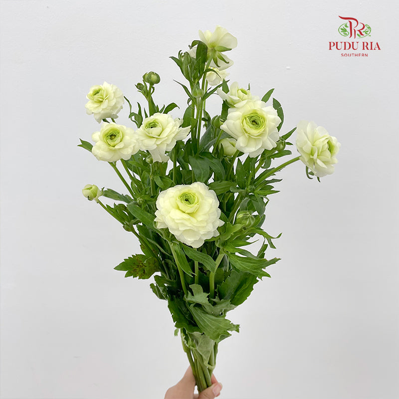 Ranunculus Butterfly Light Green 蝴蝶洋牡丹 - (Per Bundle)