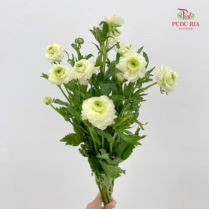 Ranunculus Butterfly Light Green 蝴蝶洋牡丹 - (Per Bundle)