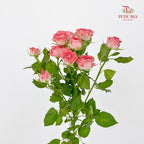 Rose Spray Fairy - (8-10 Stems)