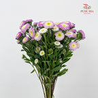 Aster Purple 翠菊 - (Per Bundle)