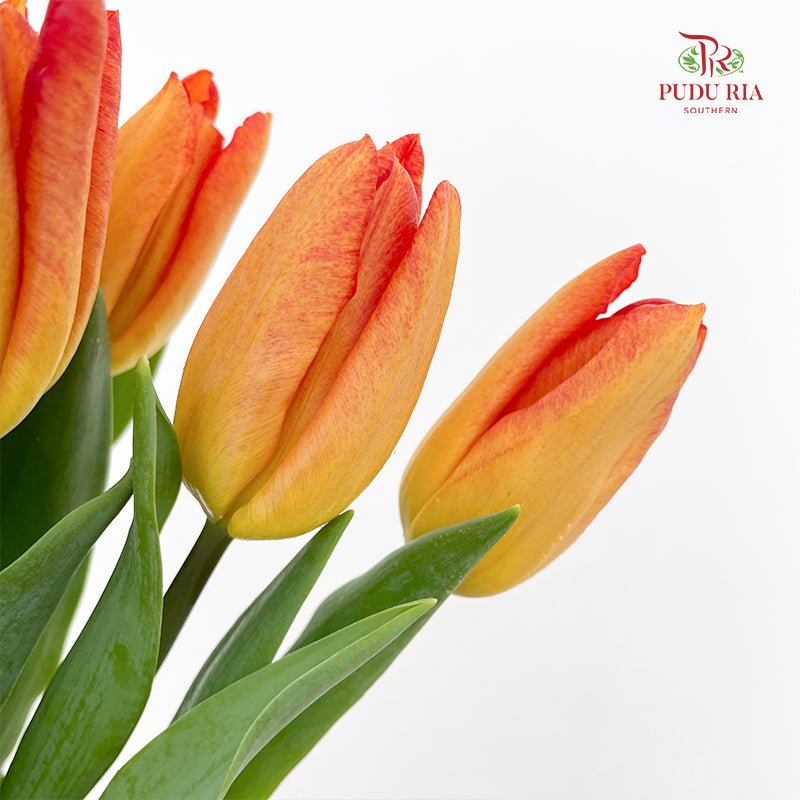 Tulip Orange 郁金香 - (8-10 Stems)