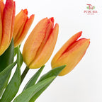 Tulip Orange 郁金香 - (8-10 Stems)