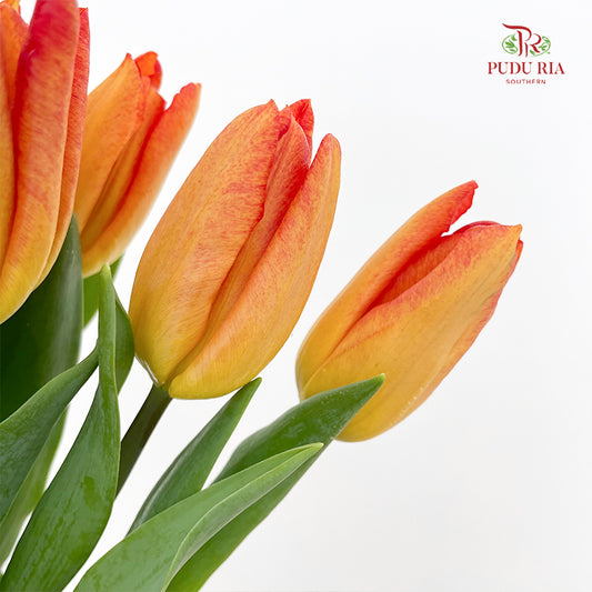Tulip Orange Red - (8-10 Stems)