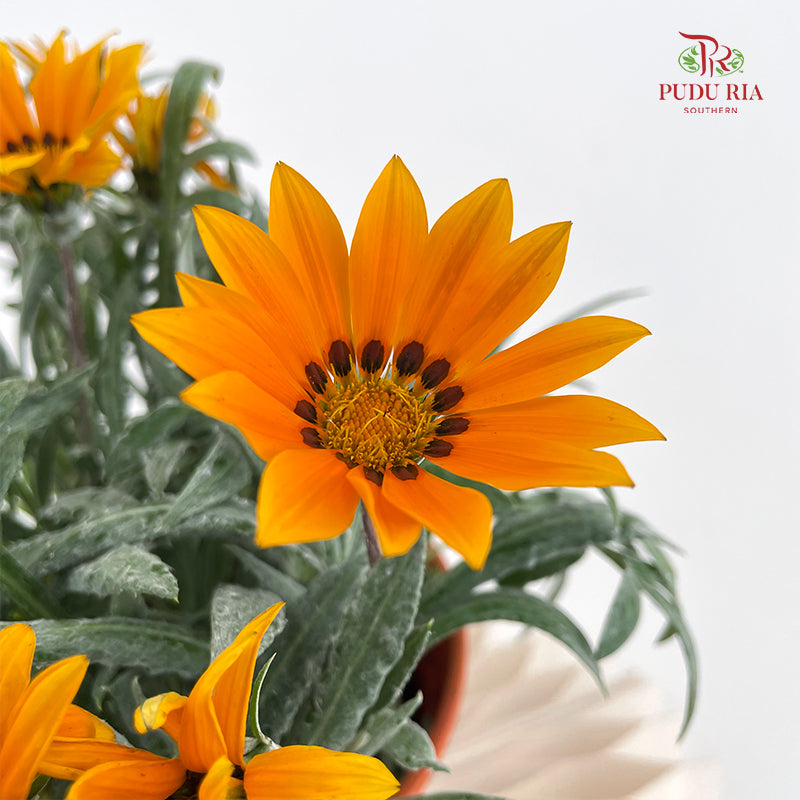 Gazania Silver
