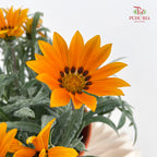 Gazania Silver
