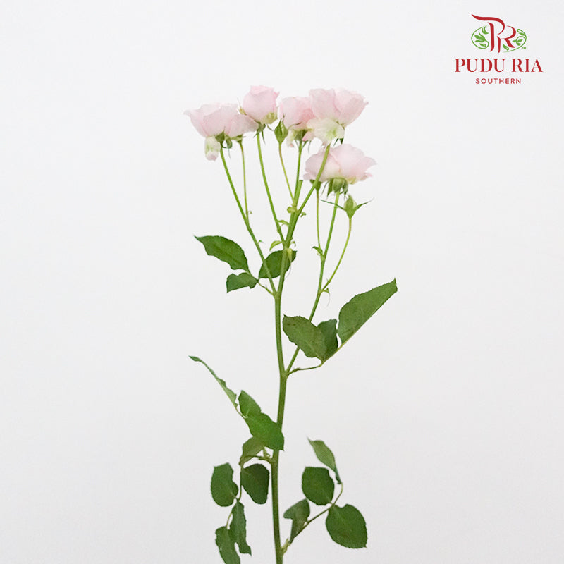 Rose Spray Kiss Of The fairy  (8-10 Stems) - Pudu Ria Florist Southern