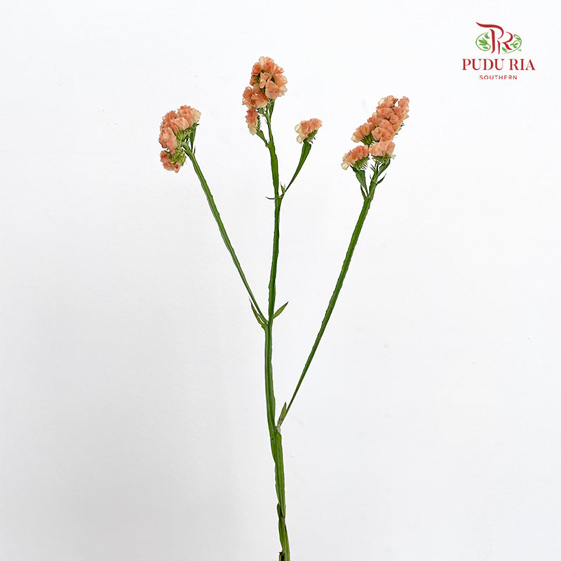Statice (Limonium Sinuatum) Orange 勿忘我 - (5 Stems)