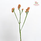 Statice (Limonium Sinuatum) Orange 勿忘我 - (5 Stems)