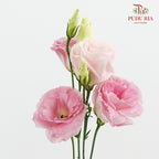 Eustoma Wave Pink - (12-15 Stems)