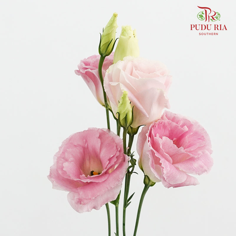 Eustoma Wave Pink - (12-15 Stems)