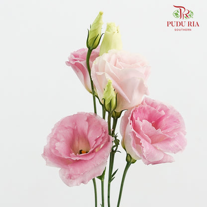 Eustoma Wave Pink (12-15 Stems)