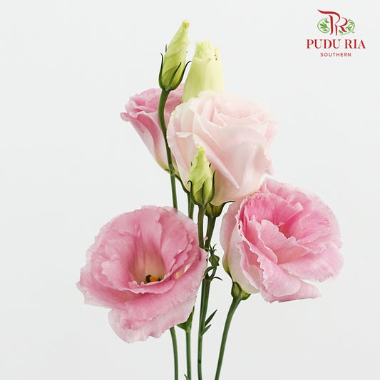 Eustoma Wave Pink - (12-15 Stems)