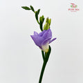 Freesia Lilac - (Per Bundle)